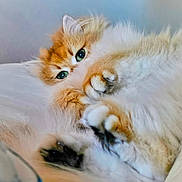 Gigi joined the competition — help win amazing prizes! cat, fluffy, orange, white, pet, animal, paws, cute, cozy, resting, fur, green_eyes, closeup, indoor, sleepy, soft, domestic_cat, whiskers, relaxation, bed