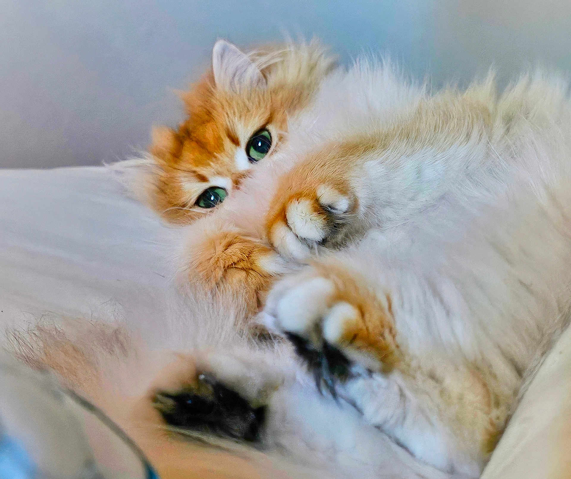 Gigi joined the competition — help win amazing prizes! cat, fluffy, orange, white, pet, animal, paws, cute, cozy, resting, fur, green_eyes, closeup, indoor, sleepy, soft, domestic_cat, whiskers, relaxation, bed