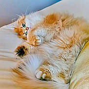 Gigi is registered to the contest to win money with this photo: cat, fluffy, orange_cat, white_fur, bed, cozy, paws, green_eyes, relaxed, cute, pet, indoor, feline, sleepy, fur, whiskers, tail, closeup, animal, resting