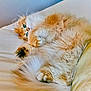 cat, fluffy, orange_cat, white_fur, bed, cozy, paws, green_eyes, relaxed, cute, pet, indoor, feline, sleepy, fur, whiskers, tail, closeup, animal, resting