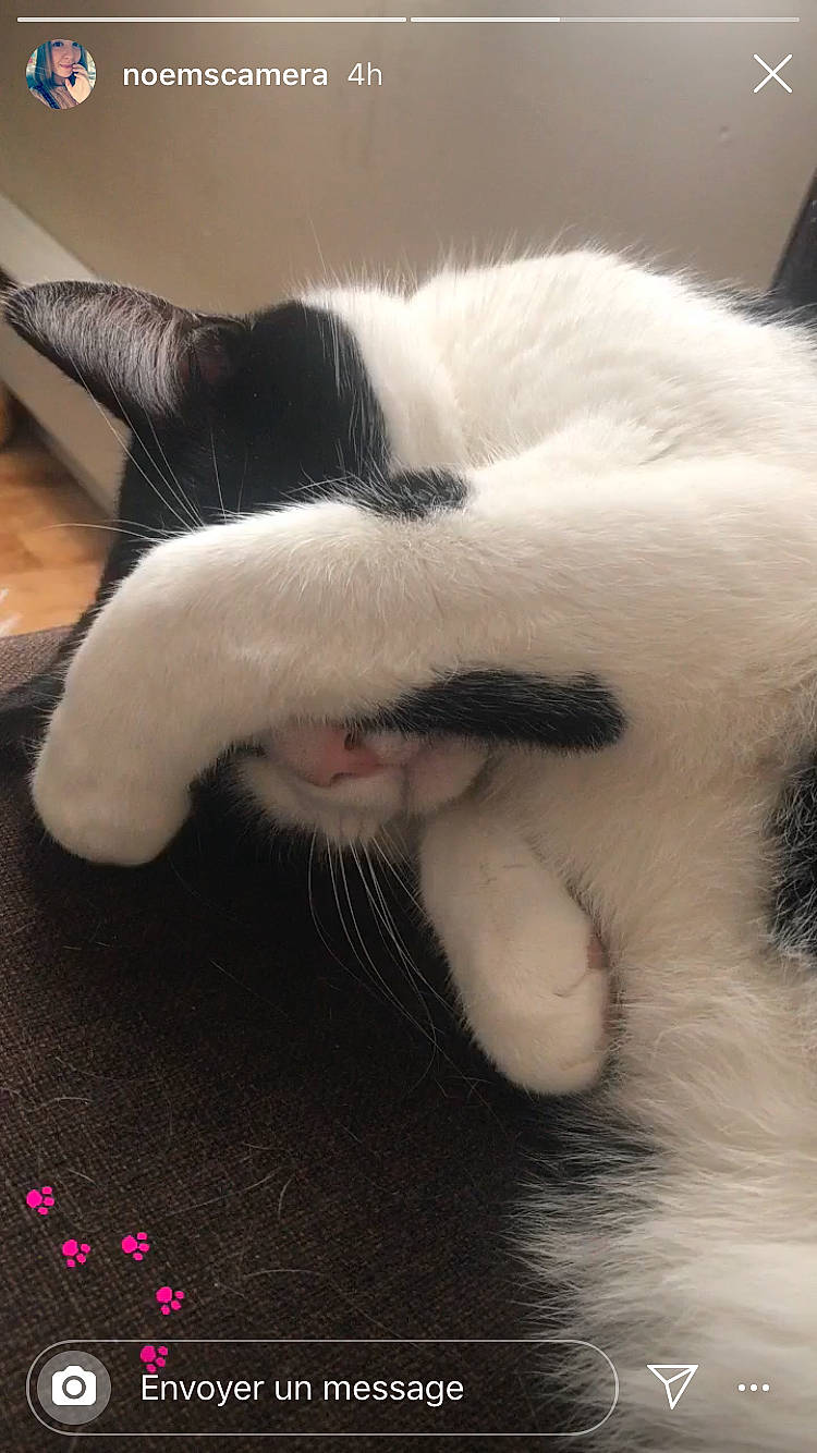 Stitch a rejoint le concours — aidez-le/la à gagner de superbes lots ! carnivore, cat, claw, comfort, domestic_short_haired_cat, felidae, foot, fur, nap, paw, sleep, small_to_medium_sized_cats, snout, tail, whiskers