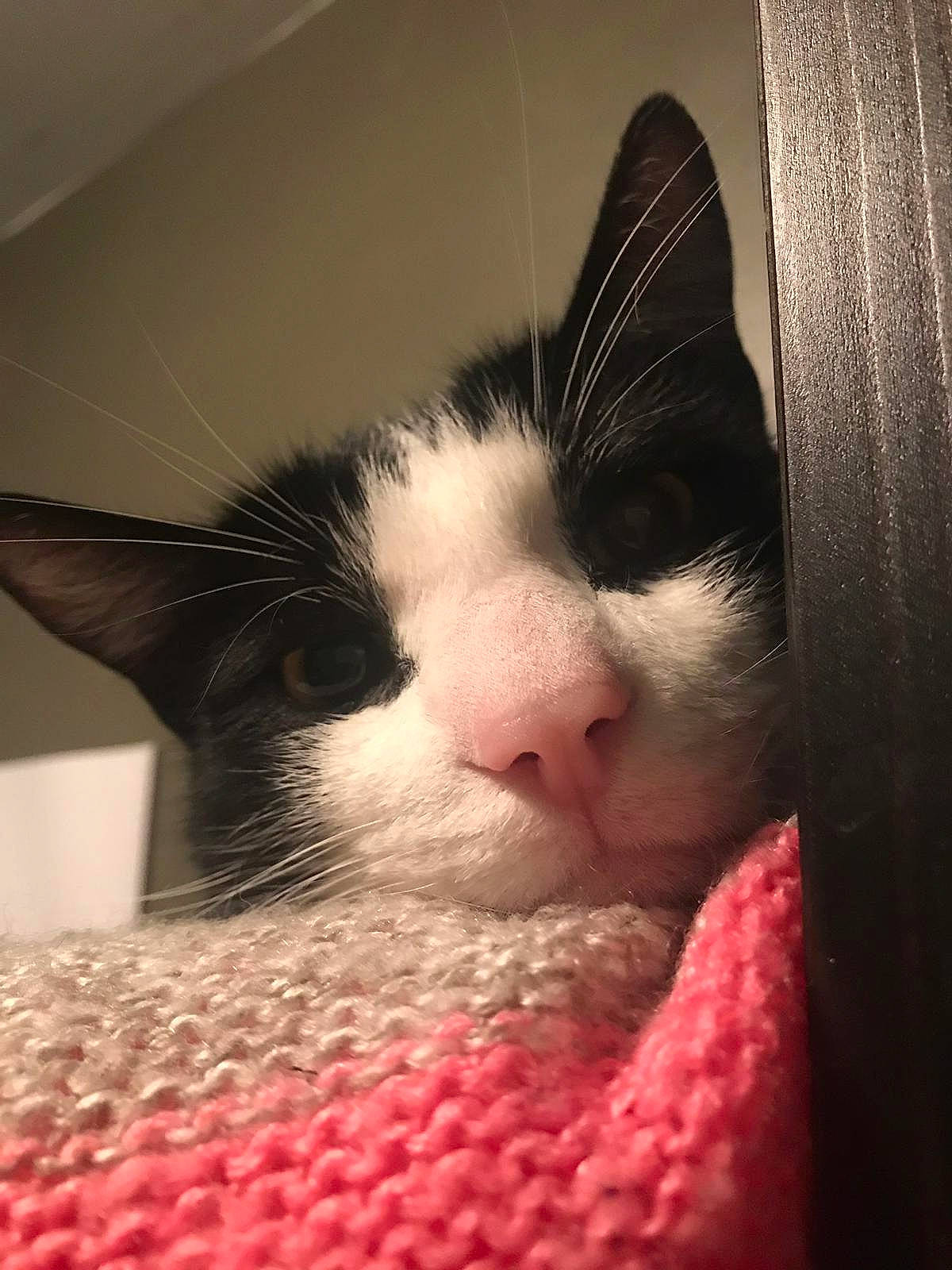 Stitch a rejoint le concours — aidez-le/la à gagner de superbes lots ! carmine, carnivore, cat, claw, comfort, domestic_short_haired_cat, eye, eyelash, felidae, fur, linens, nap, paw, sky, sleep, small_to_medium_sized_cats, snout, square, tail, whiskers