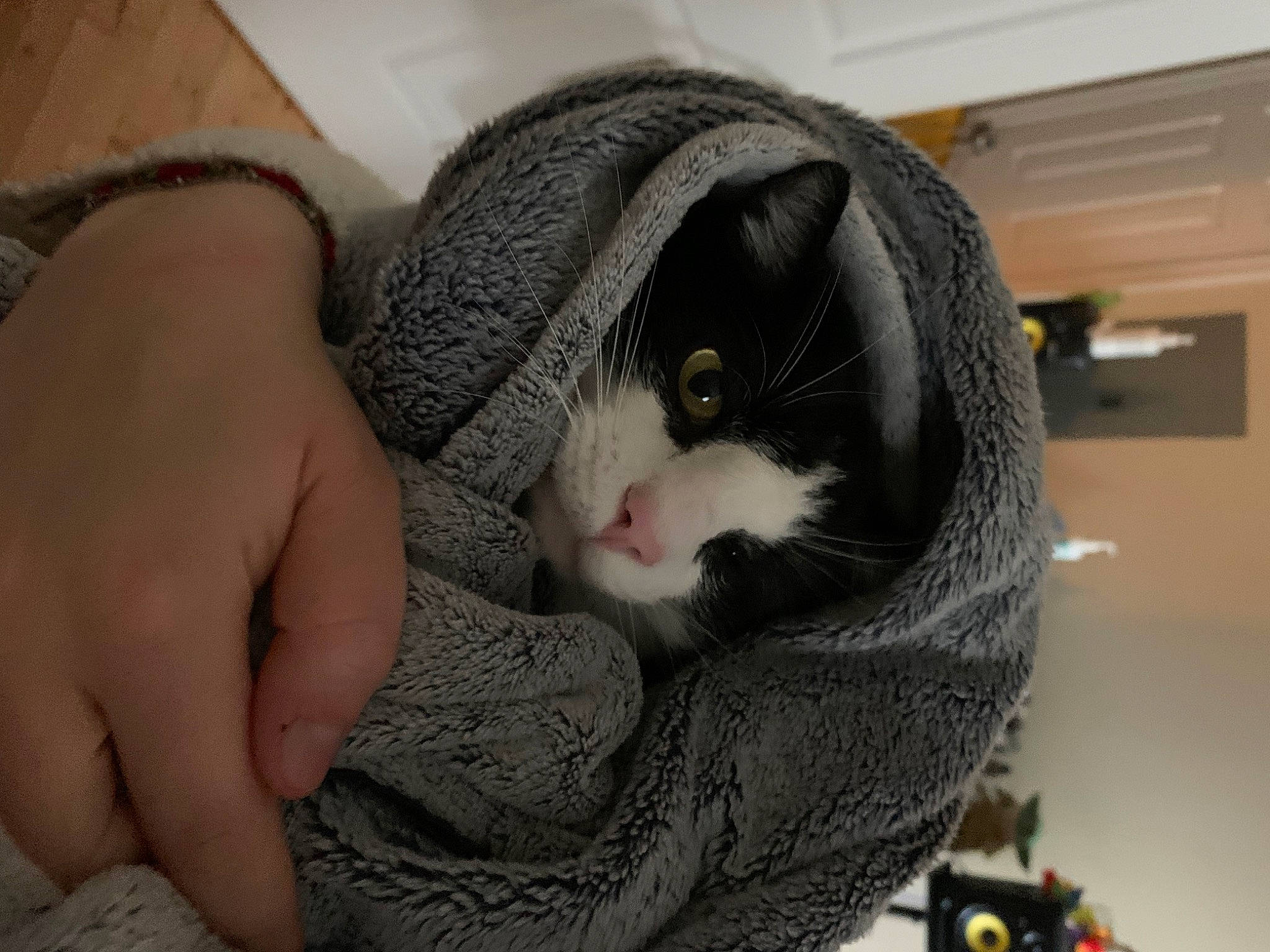 Stitch a rejoint le concours — aidez-le/la à gagner de superbes lots ! carnivore, cat, comfort, domestic_short_haired_cat, eyelash, felidae, fur, grey, nail, plant, small_to_medium_sized_cats, snout, stuffed_toy, thread, toy, whiskers, wool, woolen