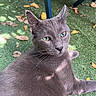 Grayson joined the competition — help win amazing prizes! cat, gray_cat, green_eyes, grass, autumn_leaves, outdoor, sunlight, shadow, feline, pet, animal, relaxed, closeup, whiskers, ears, nature, blue_chair, laying_down, daylight, fur