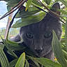 cat, gray_cat, green_leaves, plants, outdoor, nature, curious, animal, pet, face, eyes, foliage, close_up, portrait, daylight, whiskers, ears, muzzle, hidden, explorer
