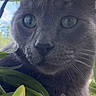 Grayson is registered to the contest to win money with this photo: cat, gray_cat, green_leaves, outdoor, nature, curious, close_up, animal_face, whiskers, eyes, plant, foliage, pets, mammal, portrait, wildlife, daylight, flora, cute, exploration