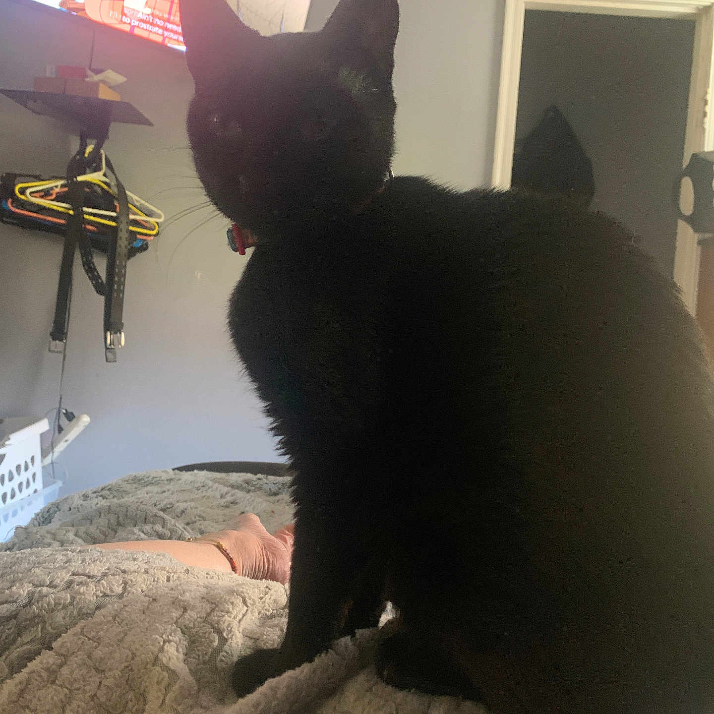Mezzakeen joined the competition — help win amazing prizes! animal, baby, bed, bedroom, blackcat, cat, computerhardware, electronics, face, furniture, hardware, head, indoors, livestock, monitor, person, pet, room, screen, sheep