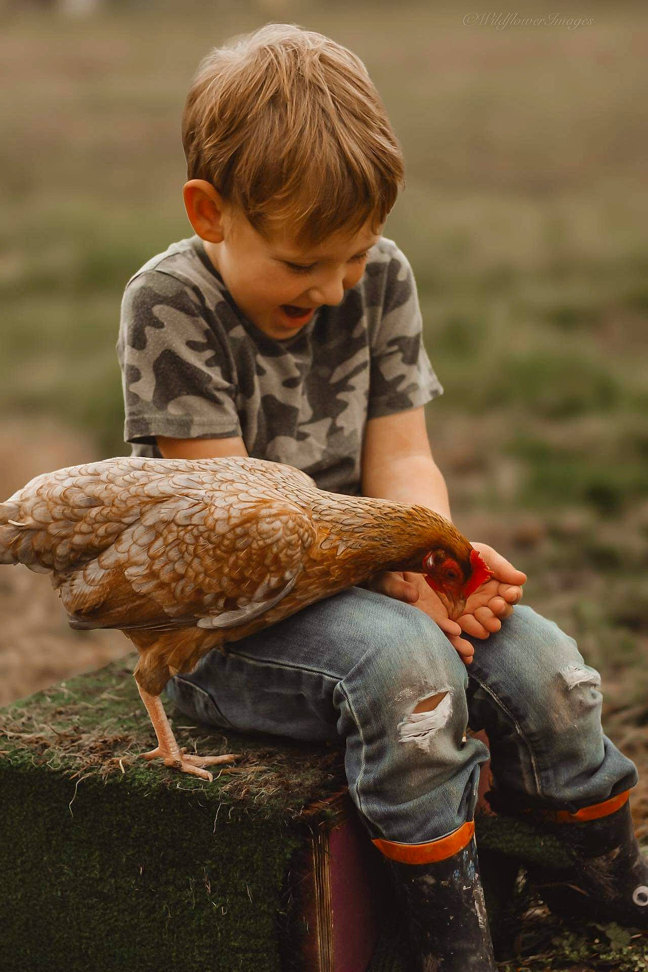 Cash is registered to the contest to win money with this photo: beak, bird, bird_of_prey, boot, child, falconiformes, flightless_bird, galliformes, grass, grassland, human_leg, landscape, livestock, people_in_nature, person, phasianidae, sitting, soil, toddler, wildlife