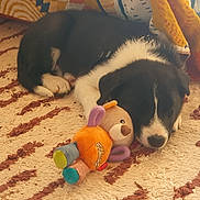 Aros participe au concours pour gagner de l'argent avec cette photo : puppy, dog, sleeping, toy, plush_toy, carpet, rug, black_and_white, indoor, cozy, nap, floor, pet, animal, cute, resting, soft, home, comfort, stuffed_animal