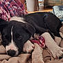 Aros participe au concours pour gagner de l'argent avec cette photo : puppy, dog, sleeping, blanket, cushion, indoor, cozy, resting, black_and_white, fur, paw, nose, soft, wooden_floor, furniture, home, relaxation, cute, animal, pet