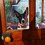Aros a rejoint le concours — aidez-le/la à gagner de superbes lots ! chair, collar, daytime, dog, door, ears, fence, glass, house, knob, light, nature, outdoor, patio, paws, plants, reflection, shadow, window, wood
