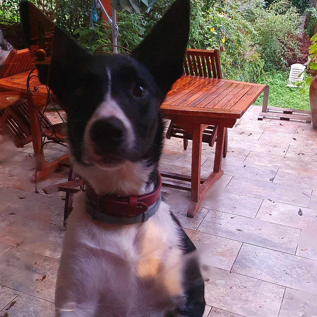 Aros a rejoint le concours — aidez-le/la à gagner de superbes lots ! black_and_white, close_up, collar, daylight, dog, fence, garden, glass_door, greenery, house, outdoor, patio, paw, pet, plants, playful, roof, tile_floor, wooden_chair, wooden_table