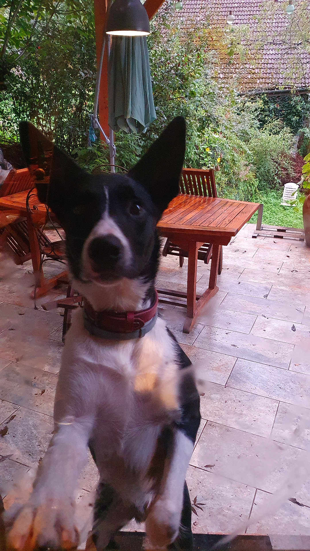 Aros a rejoint le concours — aidez-le/la à gagner de superbes lots ! black_and_white, close_up, collar, daylight, dog, fence, garden, glass_door, greenery, house, outdoor, patio, paw, pet, plants, playful, roof, tile_floor, wooden_chair, wooden_table