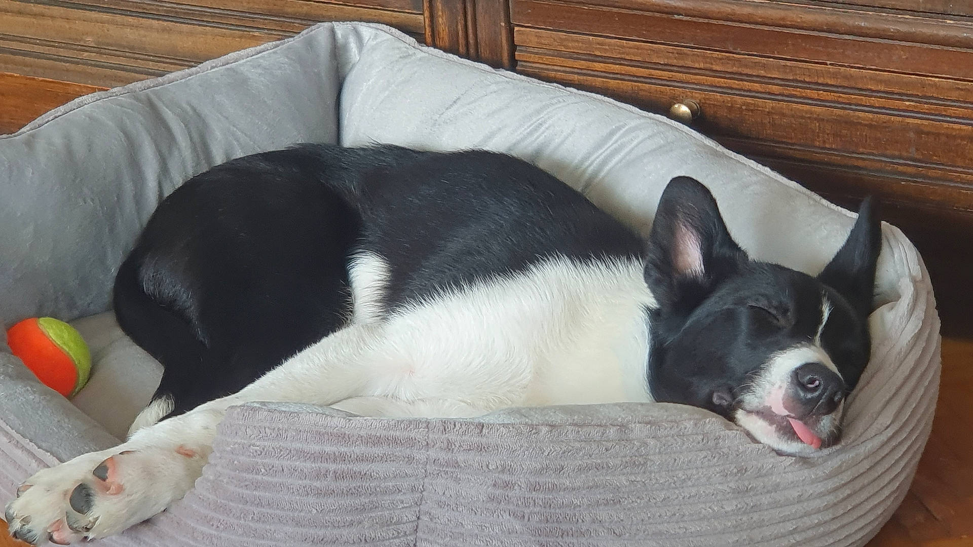 animal, bedroom, black_and_white, canine, comfort, cozy, cute, dog, fur, indoor, paw, pet_bed, quiet, relaxed, resting, sleeping, tennis_ball, tongue, tongue_out, wooden_furniture