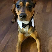 Nugget joined the competition — help win amazing prizes! dog, bow_tie, pet, animal, wooden_floor, indoor, brown, black, ears, face, legs, looking_up, canine, domestic_animal, fur, collar, cute, portrait, sitting, blur