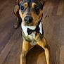 dog, bow_tie, pet, animal, wooden_floor, indoor, brown, black, ears, face, legs, looking_up, canine, domestic_animal, fur, collar, cute, portrait, sitting, blur