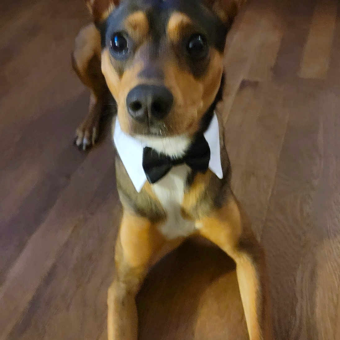 Nugget joined the competition — help win amazing prizes! animal, black, blur, bow_tie, brown, canine, collar, cute, dog, domestic_animal, ears, face, fur, indoor, legs, looking_up, pet, portrait, sitting, wooden_floor