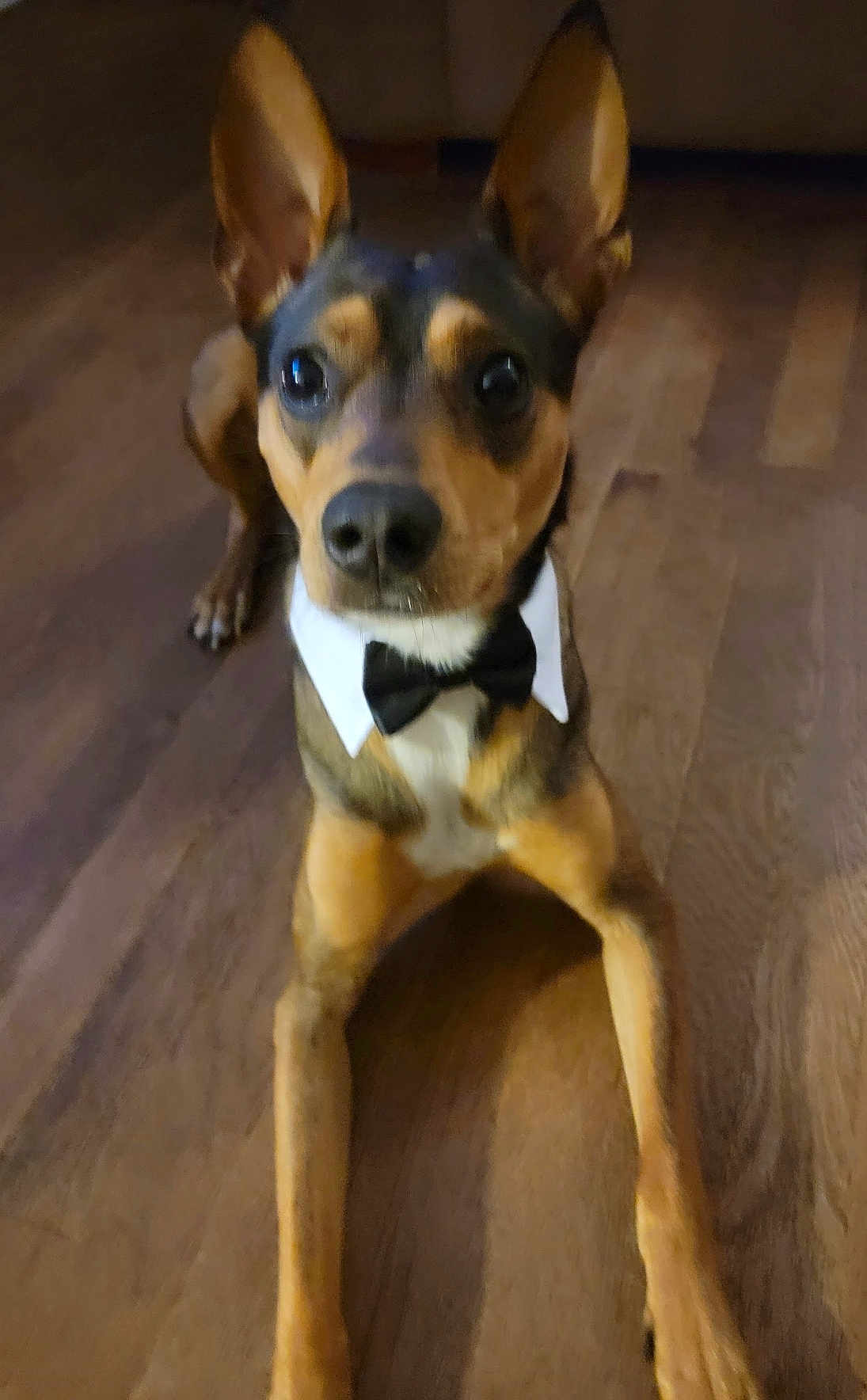 Nugget joined the competition — help win amazing prizes! dog, bow_tie, pet, animal, wooden_floor, indoor, brown, black, ears, face, legs, looking_up, canine, domestic_animal, fur, collar, cute, portrait, sitting, blur