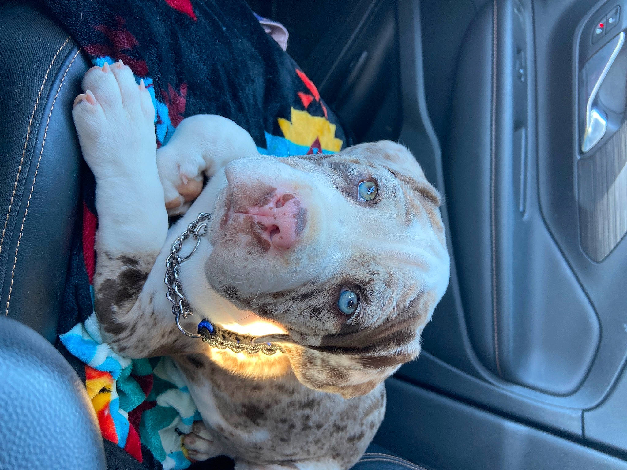 King Midas is registered to the contest to win money with this photo: automotive_mirror, blue, canidae, car, carnivore, collar, companion_dog, dog, dog_breed, dog_collar, ear, family_car, fawn, leash, snout, sporting_group, vehicle, vehicle_door, whiskers, working_animal