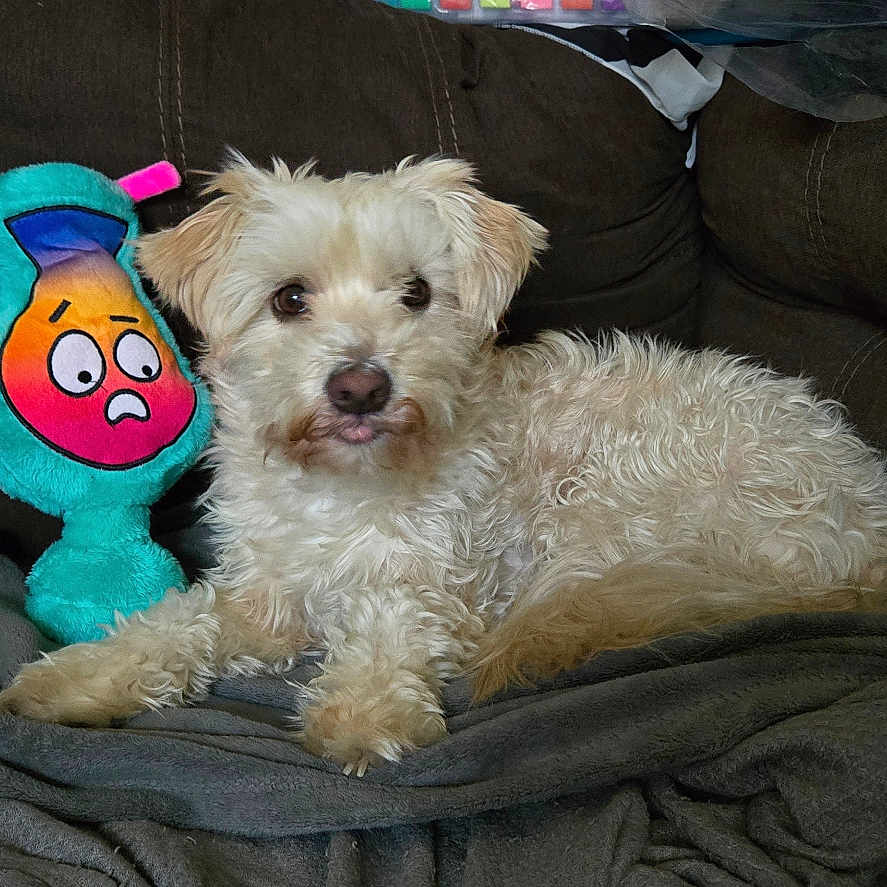 Latté is registered to the contest to win money with this photo: animal, blanket, brown_couch, closeup, comfort, couch, dog, domestic_animal, fabric, fur, home, indoor, laying_down, messy_background, pet, plush_toy, relaxed, stuffed_animal, toy, white_dog