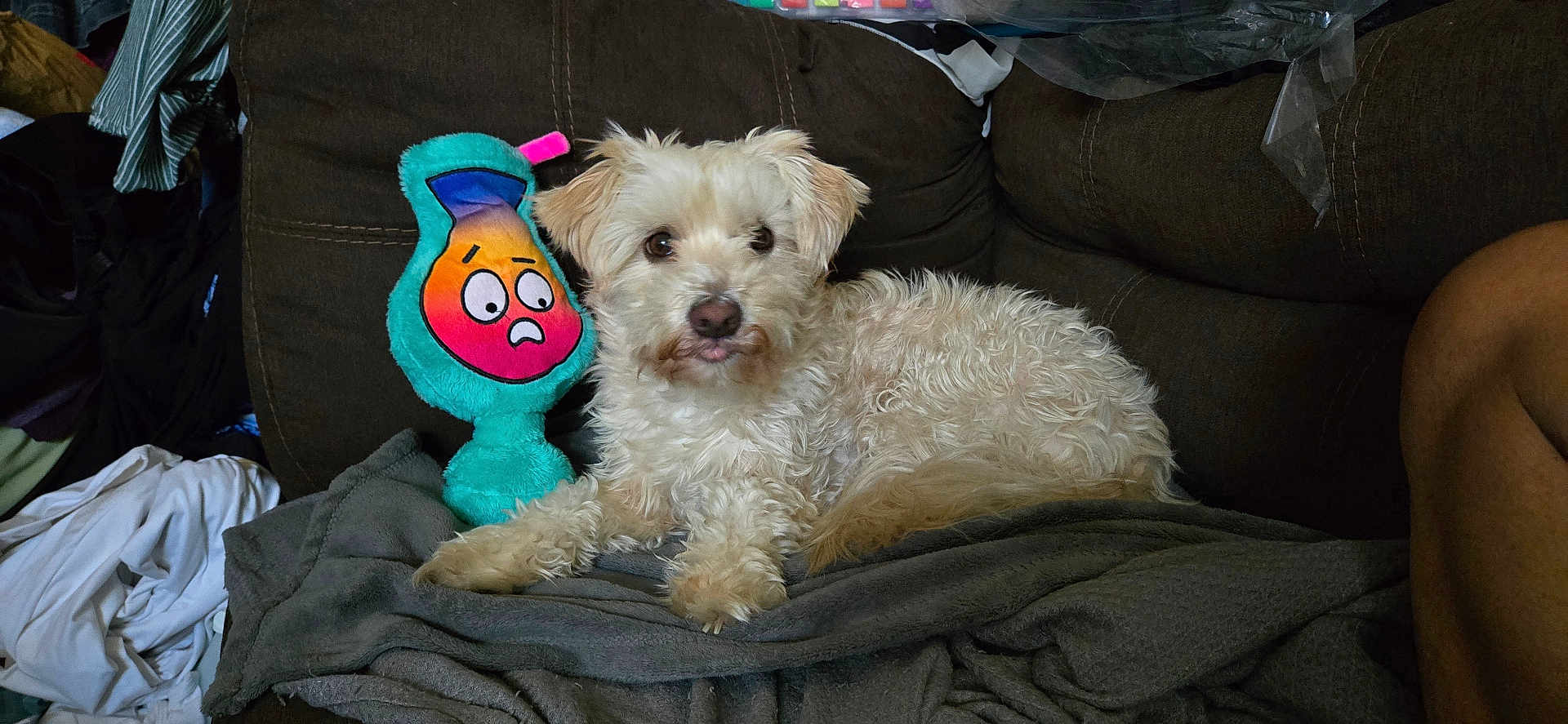 Latté is registered to the contest to win money with this photo: dog, white_dog, plush_toy, couch, blanket, indoor, pet, fur, relaxed, stuffed_animal, brown_couch, fabric, toy, home, comfort, laying_down, animal, domestic_animal, messy_background, closeup