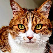 Chouquette a rejoint le concours — aidez-le/la à gagner de superbes lots ! cat, feline, tabby, close_up, portrait, whiskers, green_eyes, ears, fur, domestic_cat, pet, staring, face, nose, indoor, macro, detail, gaze, cute, brown_white