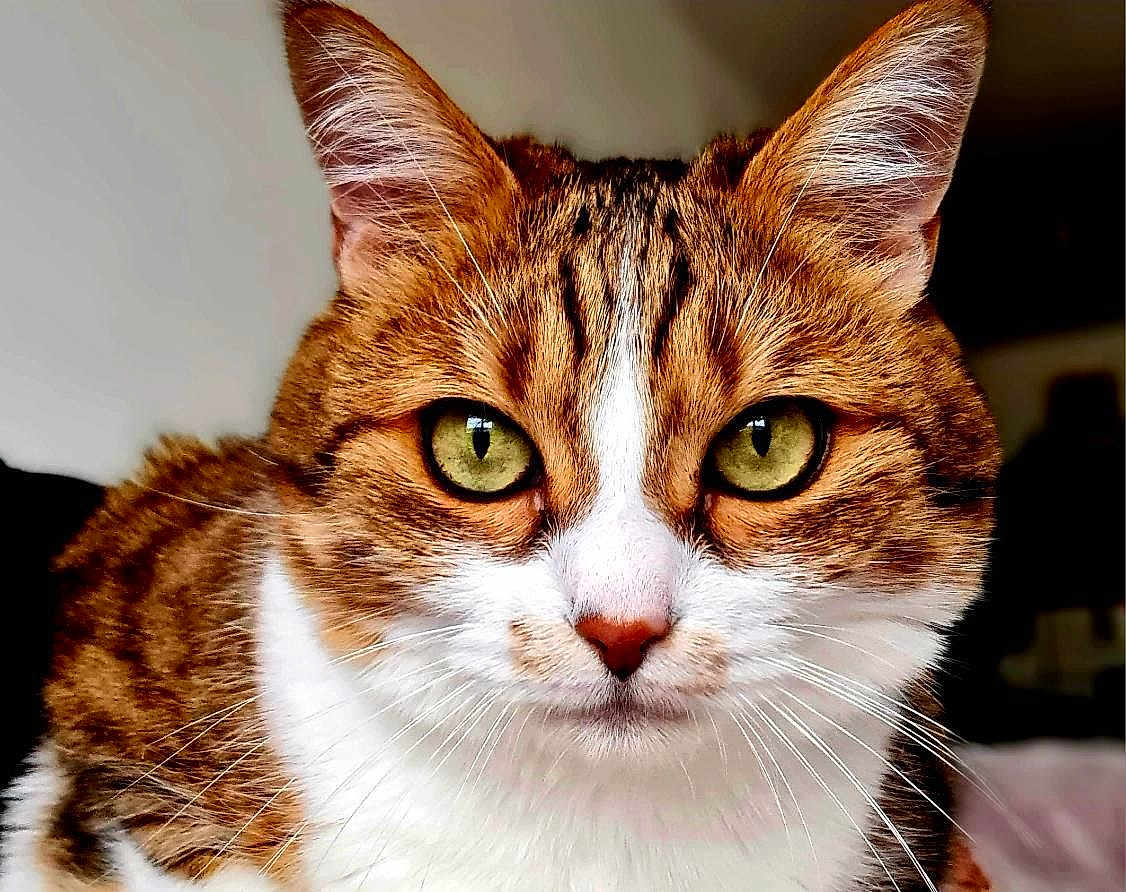 Chouquette a rejoint le concours — aidez-le/la à gagner de superbes lots ! cat, feline, tabby, close_up, portrait, whiskers, green_eyes, ears, fur, domestic_cat, pet, staring, face, nose, indoor, macro, detail, gaze, cute, brown_white
