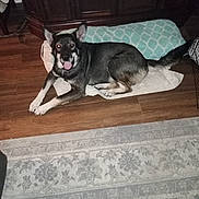 Spike is registered to the contest to win money with this photo: animal, blanket, canine, carpet, comfort, cozy, dog, domestic_animal, ears, floor, fur, happy, home, indoor, looking_at_camera, pet, resting, tail, tongue_out, wooden_floor