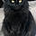 Onyx