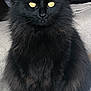 Onyx joined the competition — help win amazing prizes! animal, black_cat, blanket, calm, couch, domestic_cat, ears, feline, floor, fluffy_fur, furniture, indoor, pet, portrait, sitting, stone_table, table, whiskers, wooden_floor, yellow_eyes