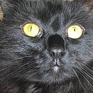 Onyx joined the competition — help win amazing prizes! alert, animal, black_cat, cat, close_up, cute, domestic_cat, ears, expression, face, feline, fur, indoor, looking, muzzle, nose, pet, portrait, whiskers, yellow_eyes