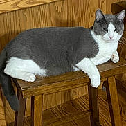 Stormy is registered to the contest to win money with this photo: animal, cat, cozy, cute, domestic, feline, fur, gray_cat, household, indoor, mammal, paw, pet, portrait, relaxed, resting, tail, white_cat, wood_paneling, wooden_stool