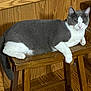 animal, cat, cozy, cute, domestic, feline, fur, gray_cat, household, indoor, mammal, paw, pet, portrait, relaxed, resting, tail, white_cat, wood_paneling, wooden_stool