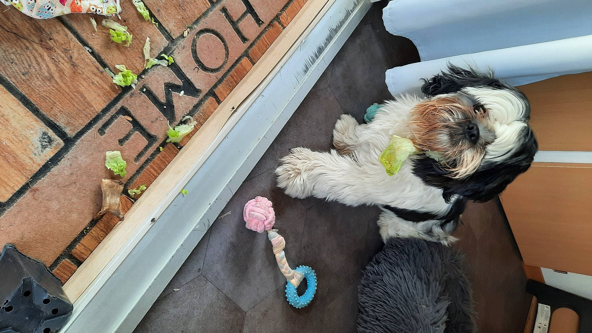 Roméo a rejoint le concours — aidez-le/la à gagner de superbes lots ! brick, canidae, carnivore, companion_dog, dog, dog_breed, fashion_accessory, font, fur, metal, plant, room, sporting_group, stuffed_toy, tail, toy, toy_dog, vehicle_door, wood, wool