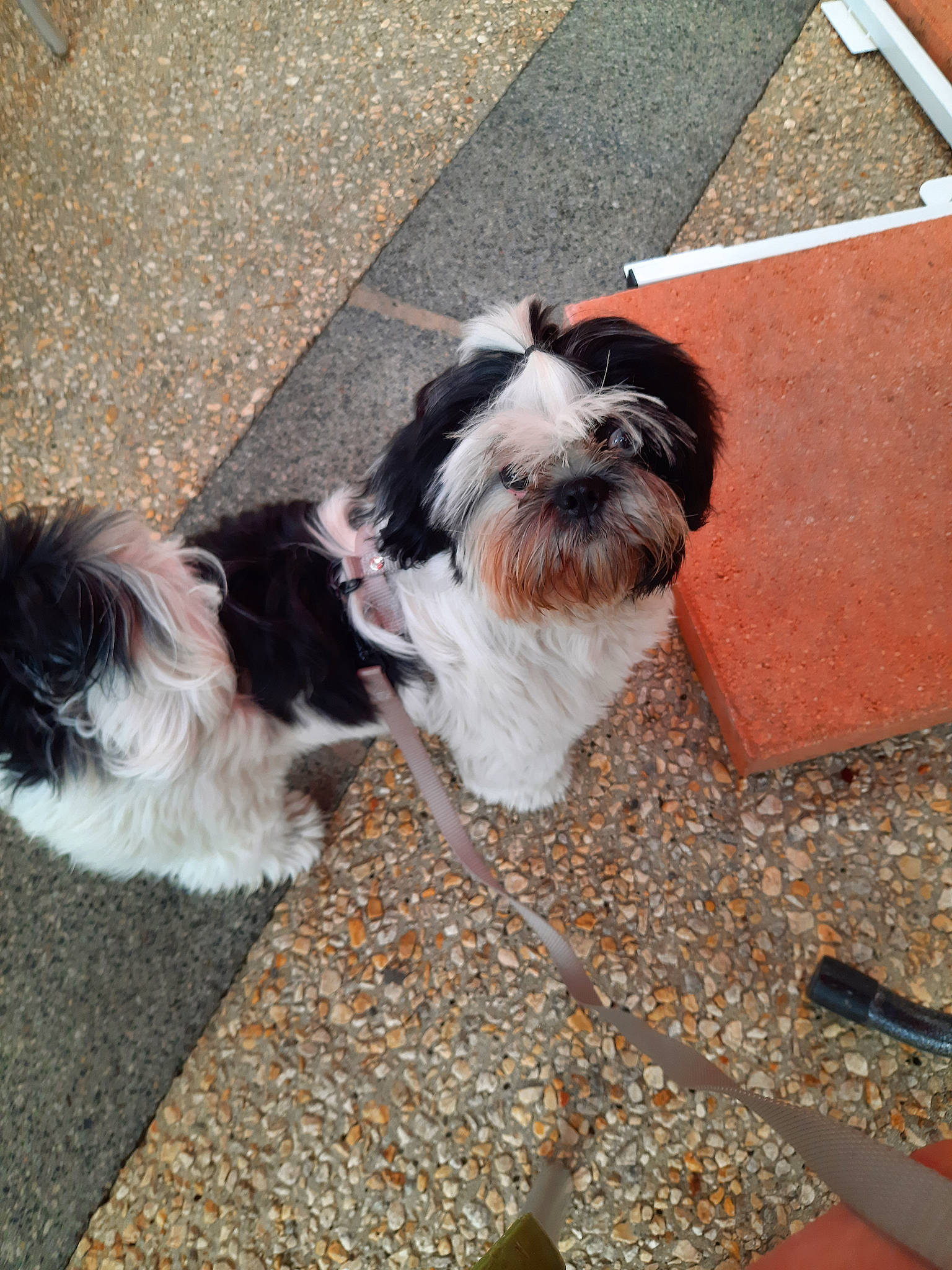 Roméo participe au concours pour gagner de l'argent avec cette photo : canidae, carnivore, collar, companion_dog, dog, dog_breed, dog_supply, fawn, fur, liver, mal_shi, maltepoo, road_surface, shih_tzu, snout, sporting_group, tail, terrier, toy_dog, working_animal