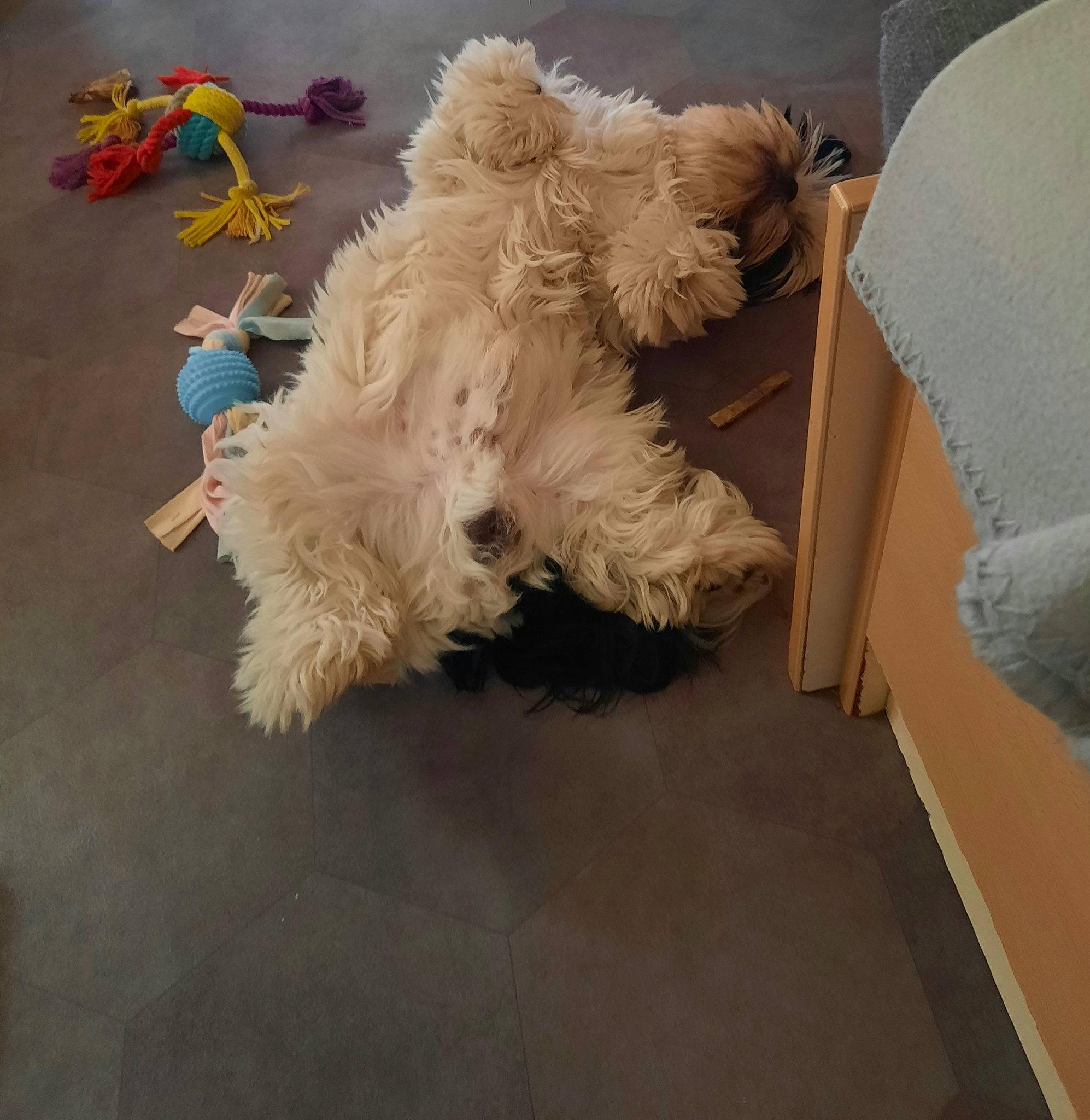 Roméo participe au concours pour gagner de l'argent avec cette photo : canidae, carnivore, companion_dog, dog, dog_breed, event, fawn, feather, floor, flooring, fur, grey, hardwood, room, sporting_group, tail, toy, toy_dog, wing, wood