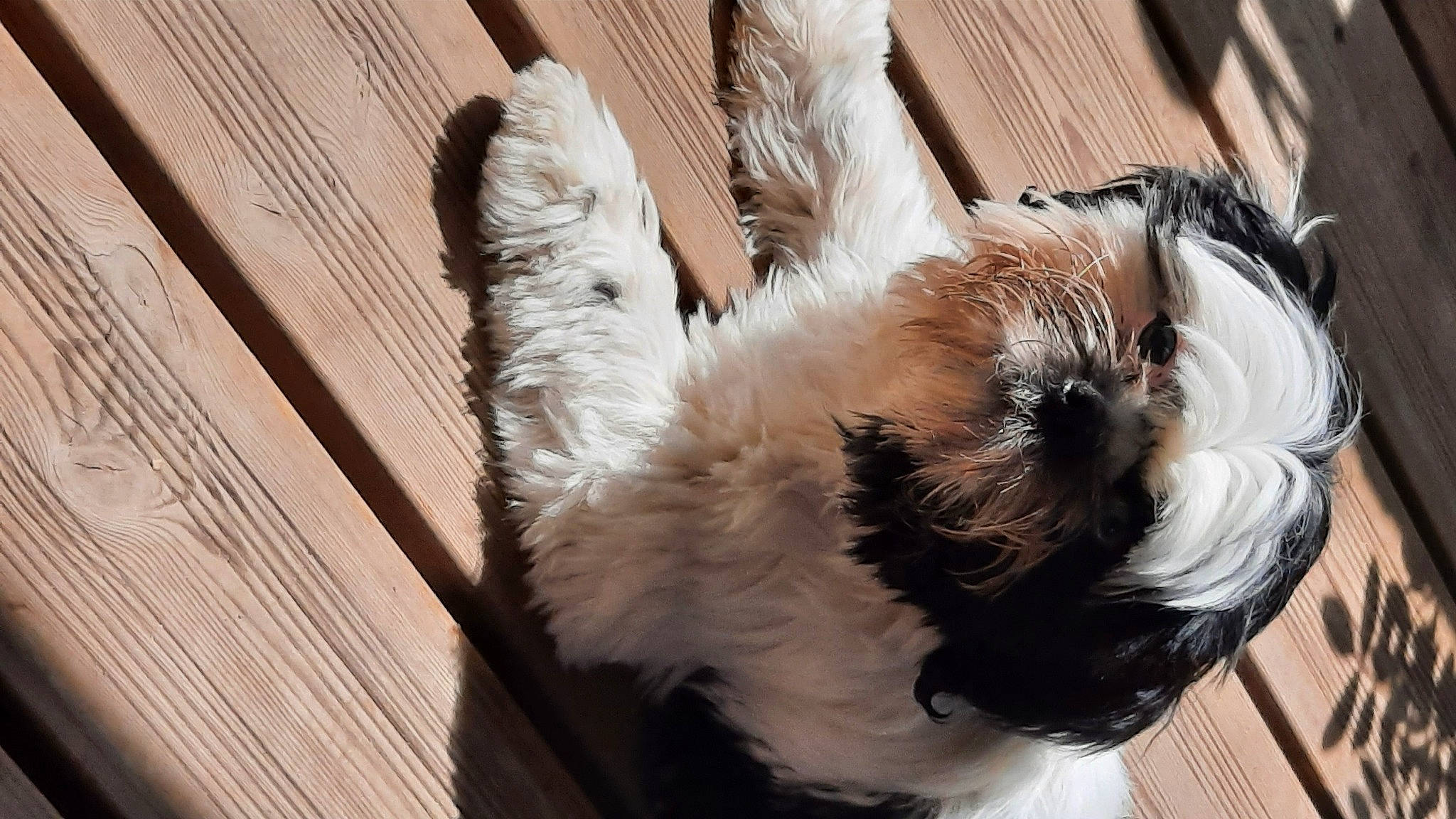 Roméo a rejoint le concours — aidez-le/la à gagner de superbes lots ! canidae, carnivore, collar, companion_dog, dog, dog_breed, fawn, felidae, fur, liver, pet_supply, small_terrier, small_to_medium_sized_cats, snout, sporting_group, tail, toy_dog, whiskers, wood, working_animal