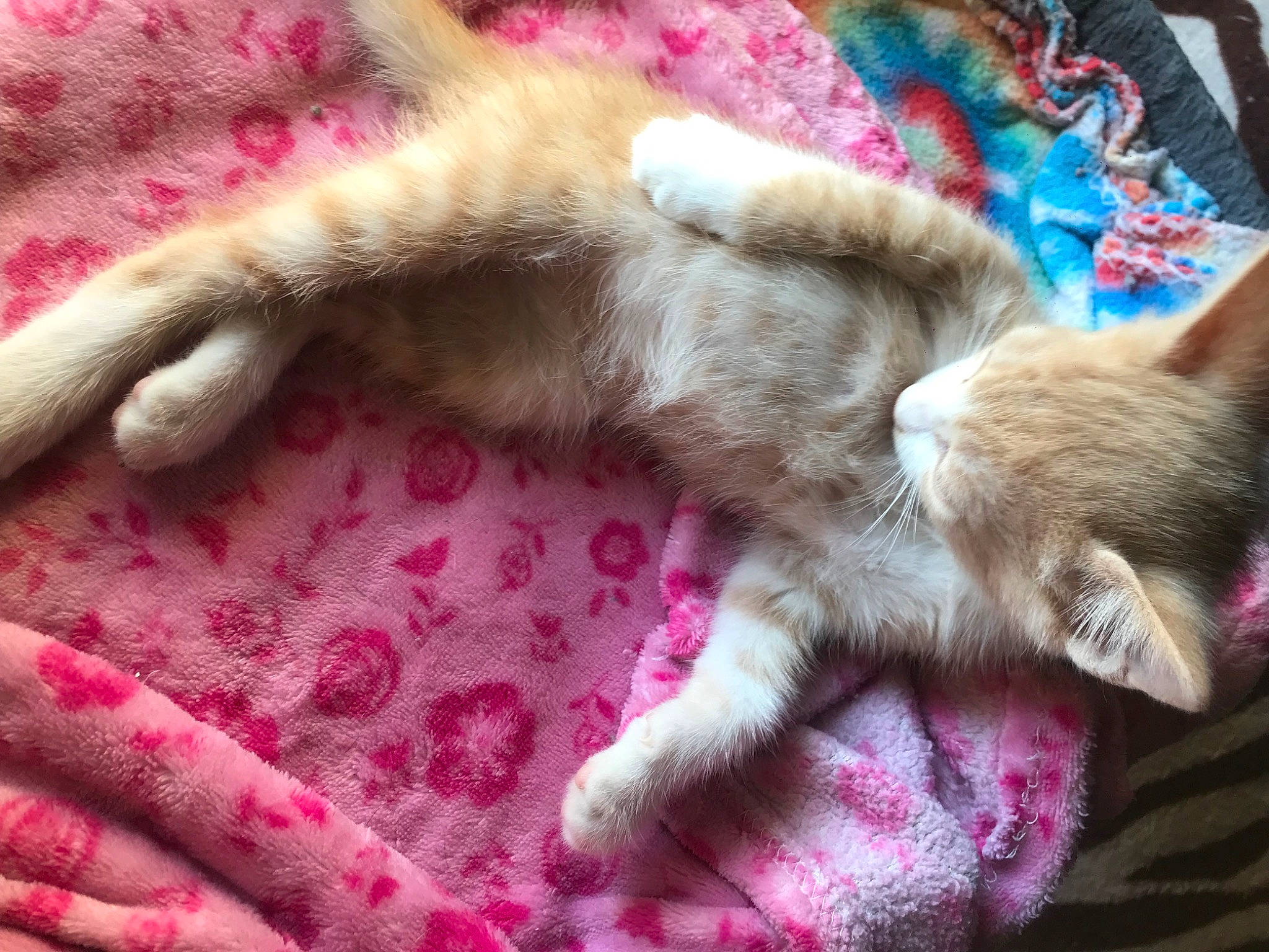 Bella joined the competition — help win amazing prizes! canidae, carnivore, cat, claw, comfort, dog_breed, domestic_short_haired_cat, fawn, felidae, fur, human_leg, magenta, nap, paw, small_to_medium_sized_cats, snout, sporting_group, tail, textile, whiskers