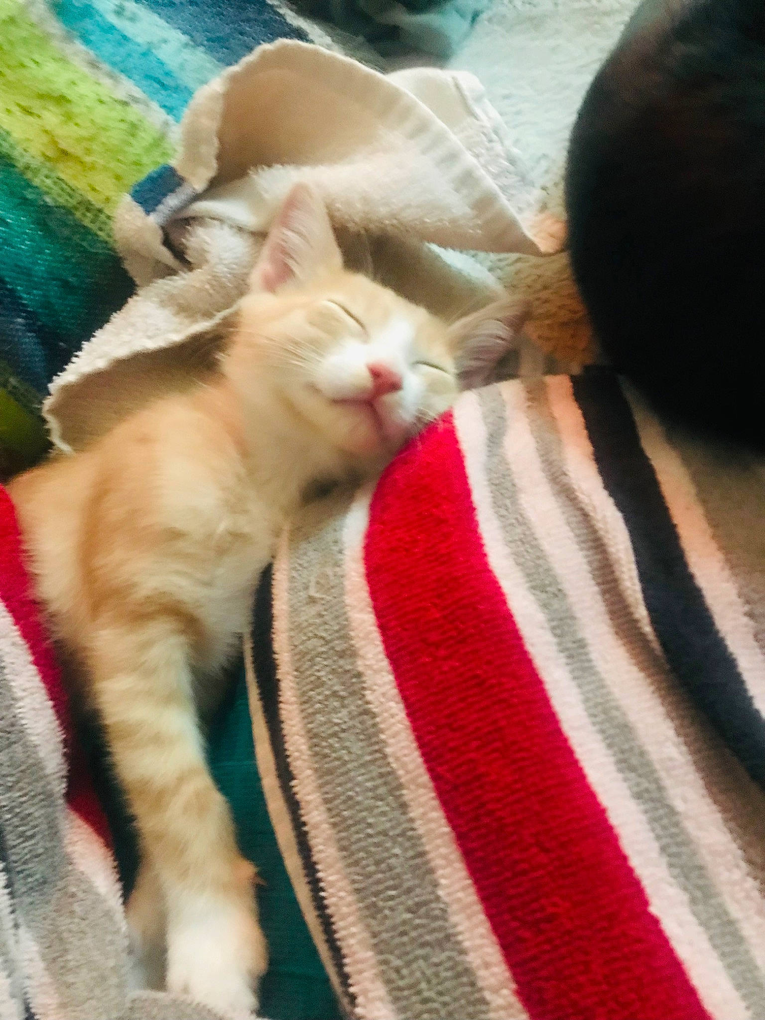 Bella joined the competition — help win amazing prizes! carnivore, cat, claw, comfort, domestic_short_haired_cat, fawn, felidae, fur, linens, paw, small_to_medium_sized_cats, tail, textile, whiskers