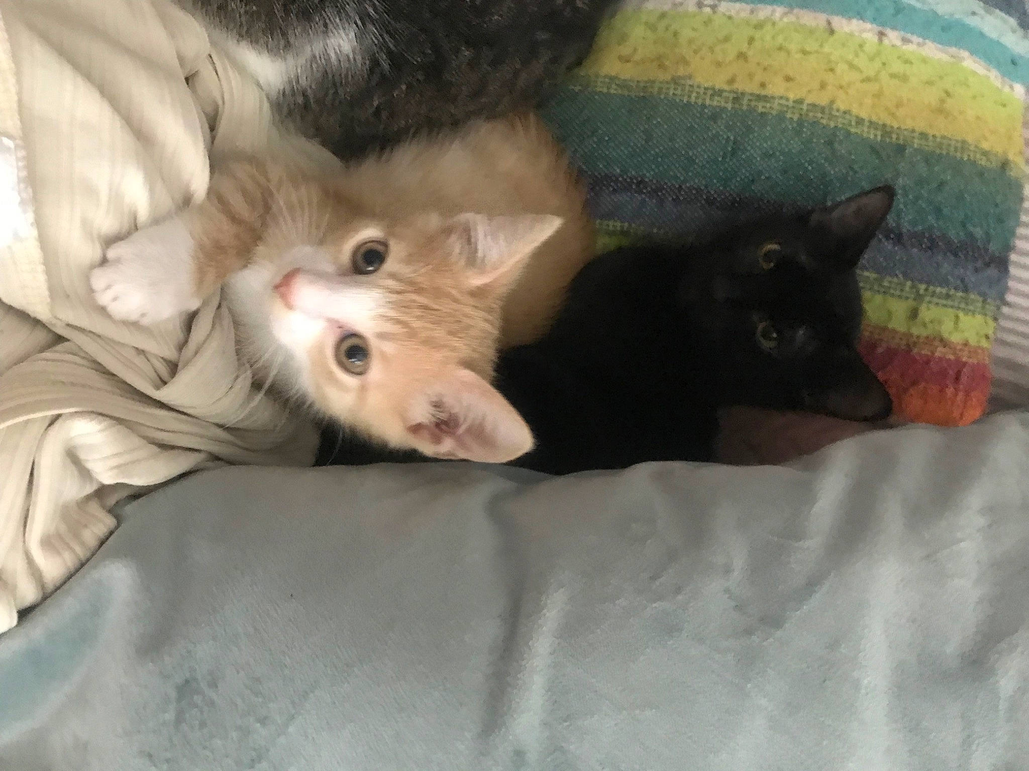 Bella joined the competition — help win amazing prizes! black_cat, carnivore, cat, cat_supply, claw, comfort, domestic_short_haired_cat, fawn, felidae, fur, grey, mammal, paw, small_to_medium_sized_cats, snout, tail, whiskers