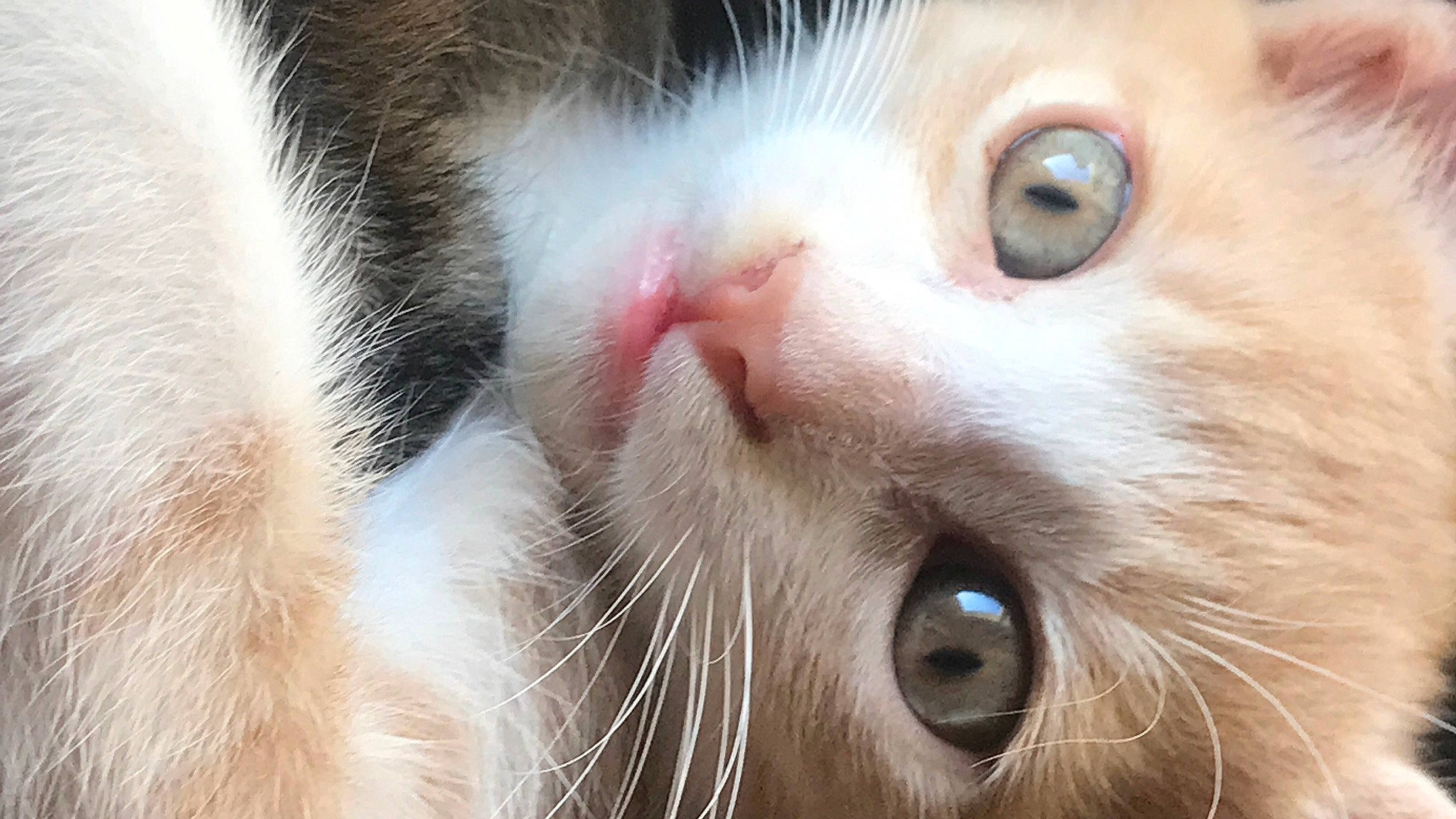 Bella joined the competition — help win amazing prizes! carnivore, cat, close_up, domestic_short_haired_cat, felidae, fur, iris, nose, paw, small_to_medium_sized_cats, snout, whiskers