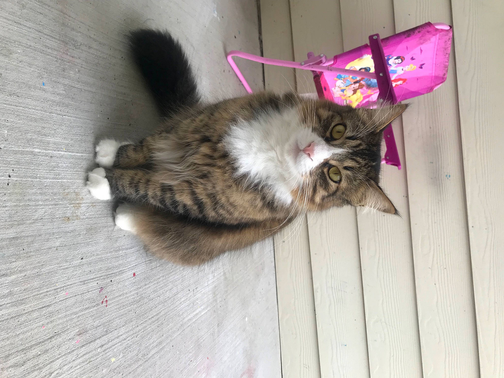 Juno joined the competition — help win amazing prizes! carnivore, cat, claw, domestic_short_haired_cat, felidae, flooring, fur, paw, small_to_medium_sized_cats, tail, whiskers, wood