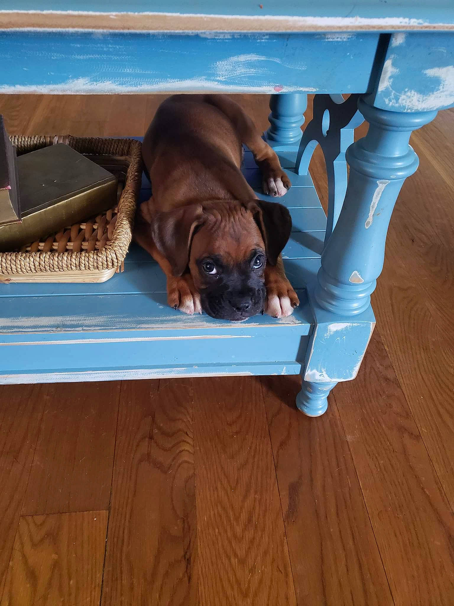 Kash is registered to the contest to win money with this photo: canidae, carnivore, comfort, companion_dog, dog, dog_breed, fawn, floor, flooring, hardwood, laminate_flooring, liver, pet_supply, rectangle, snout, sporting_group, wood, wood_flooring, wood_stain, working_animal