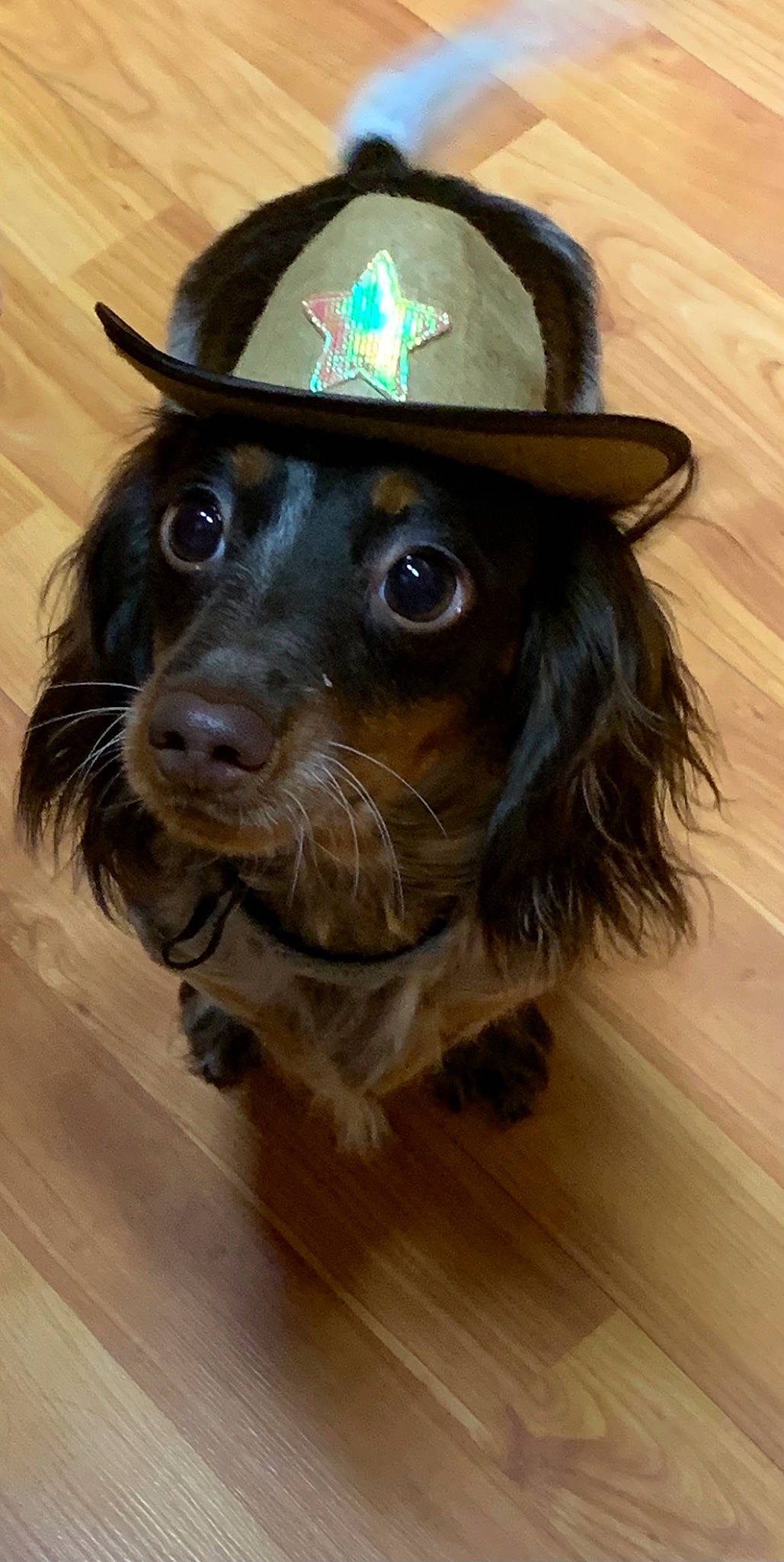 Remi is registered to the contest to win money with this photo: cap, carnivore, companion_dog, costume_hat, dog, dog_breed, fashion_accessory, fedora, flooring, hardwood, hat, helmet, laminate_flooring, liver, personal_protective_equipment, snout, sun_hat, whiskers, wood, working_animal