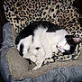animal, black_and_white, blanket, bones_pattern, cat, comfort, cozy, cute, dog_bed, fur, indoor, leopard_print, mammal, paw, pet, relaxed, resting, sleeping, soft, whiskers