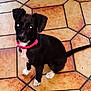 Taya a rejoint le concours — aidez-le/la à gagner de superbes lots ! adorable, animal, black_dog, canine, companion, cute, dog, domestic_animal, floor_tiles, indoor, looking_up, pet, pet_accessory, pink_collar, puppy, sitting, small_dog, tile_floor, white_paws, young_dog
