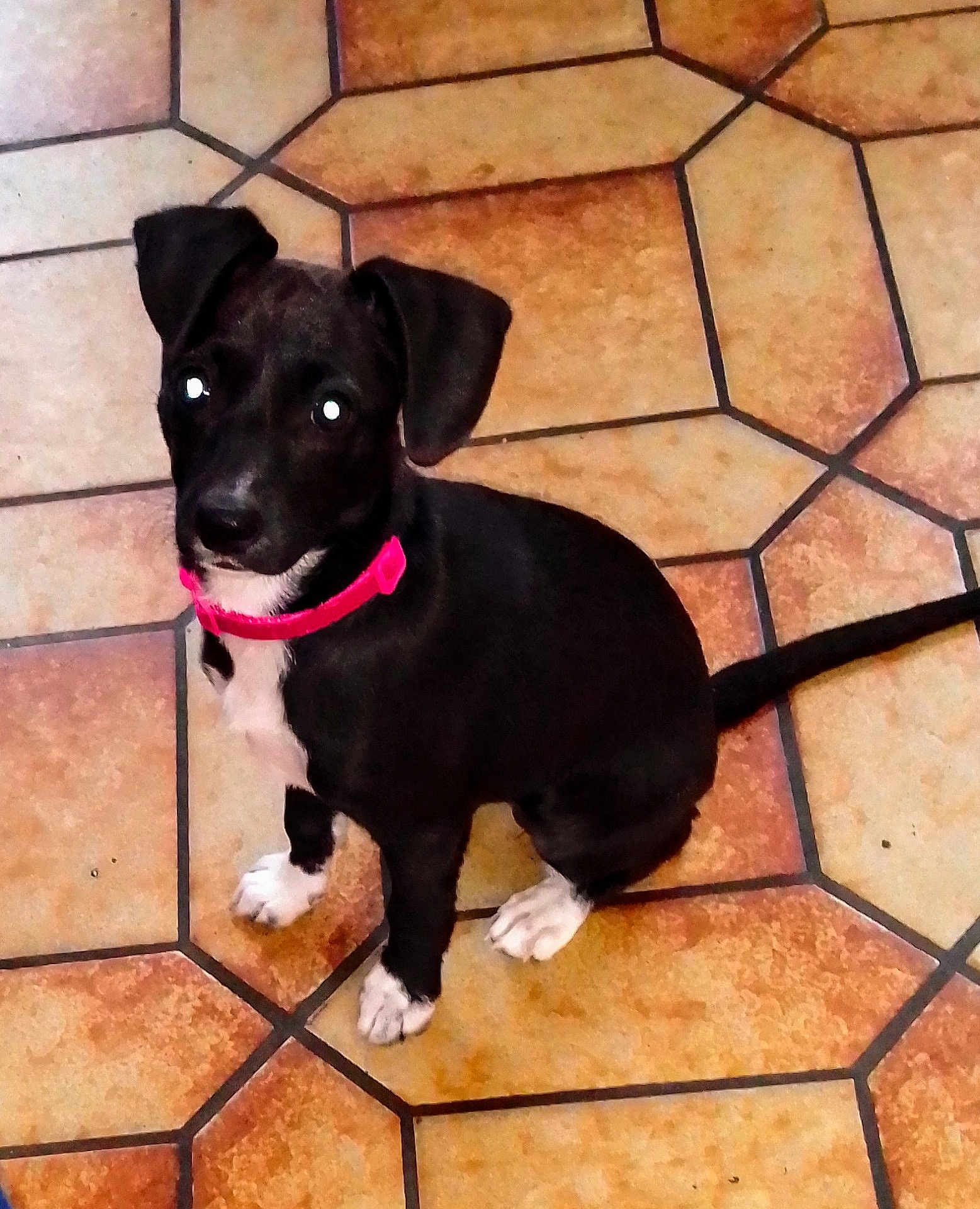 Taya a rejoint le concours — aidez-le/la à gagner de superbes lots ! adorable, animal, black_dog, canine, companion, cute, dog, domestic_animal, floor_tiles, indoor, looking_up, pet, pet_accessory, pink_collar, puppy, sitting, small_dog, tile_floor, white_paws, young_dog