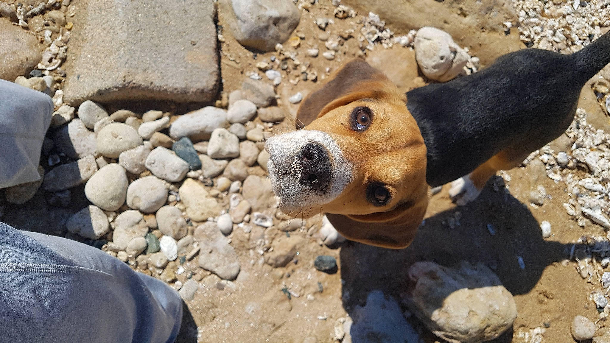 Replay participe au concours pour gagner de l'argent avec cette photo : adventure, bedrock, canidae, carnivore, cobblestone, companion_dog, dog, dog_breed, fawn, fur, rock, snout, sporting_group, stone_wall, street_dog, terrestrial_animal, whiskers, wildlife, wood, working_animal