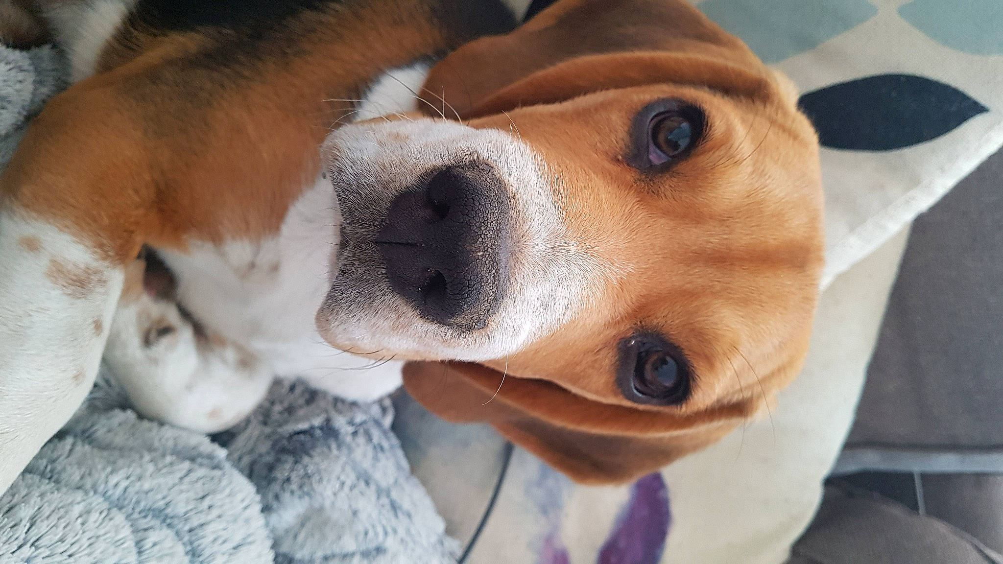 Replay participe au concours pour gagner de l'argent avec cette photo : beagle, beagle_harrier, canidae, carnivore, collar, companion_dog, dog, dog_breed, fawn, finnish_hound, fur, goggles, hound, puppy, scent_hound, snout, sporting_group, sunglasses, whiskers, working_animal