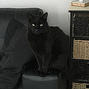 Espion a rejoint le concours — aidez-le/la à gagner de superbes lots ! black_cat, cat, pet, indoor, sofa, cushion, wicker_basket, furniture, domestic, animal, mammal, sitting, eyes, face, whiskers, tail, cozy, home, resting, feline